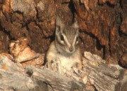 chipmunk