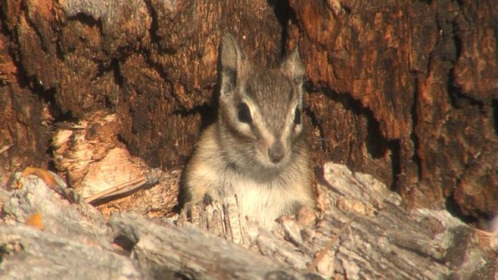 chipmunk