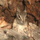 chipmunk