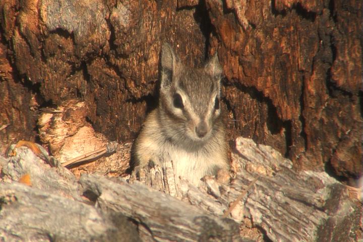 Playful Chipmunk